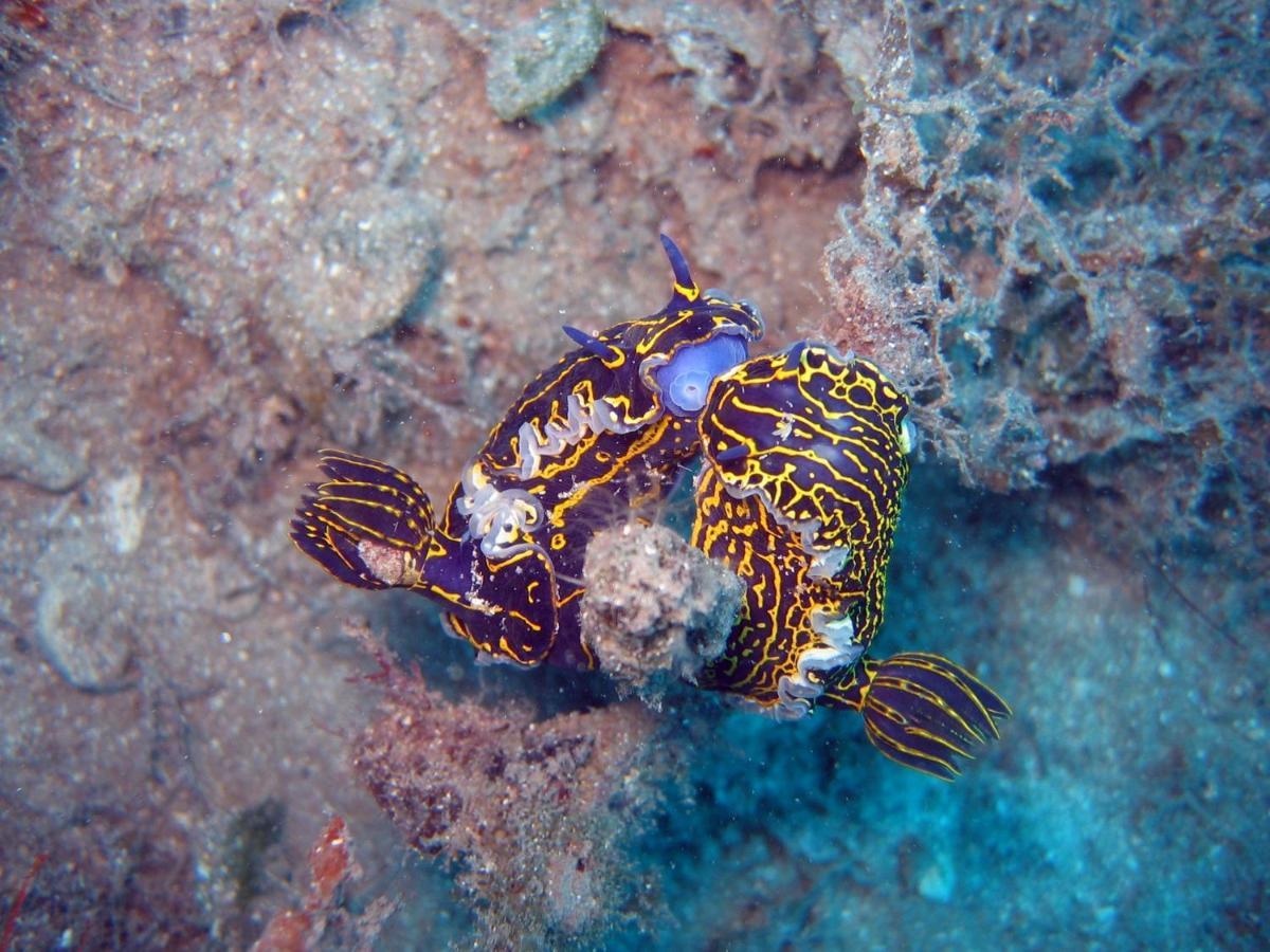 Thalassa Mahdia Bagian luar foto